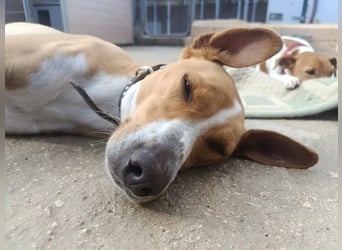 Vino (CO) toller Hund mit viel Geduld