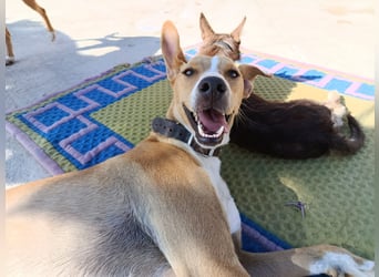 Vino (CO) toller Hund mit viel Geduld