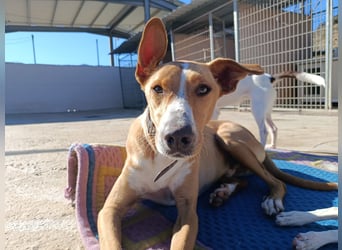 Vino (CO) toller Hund mit viel Geduld