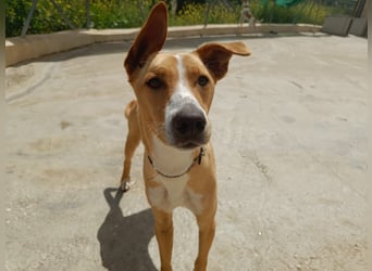 Vino (CO) toller Hund mit viel Geduld