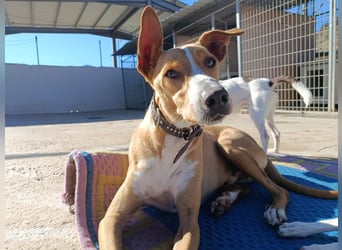 Vino (CO) toller Hund mit viel Geduld