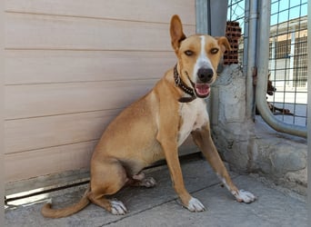 Vino (CO) toller Hund mit viel Geduld