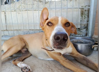 Vino (CO) toller Hund mit viel Geduld