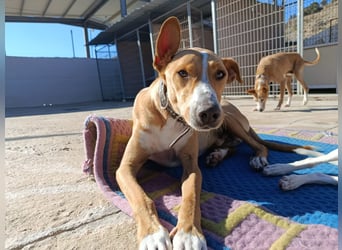 Vino (CO) toller Hund mit viel Geduld