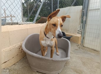 Vino (CO) toller Hund mit viel Geduld