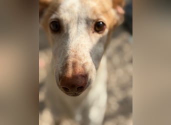 Clint, ein sanfter Begleiter mit Lebenserfahrung