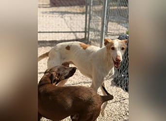 Clint, ein sanfter Begleiter mit Lebenserfahrung