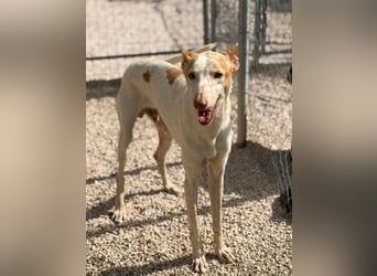 Clint, ein sanfter Begleiter mit Lebenserfahrung