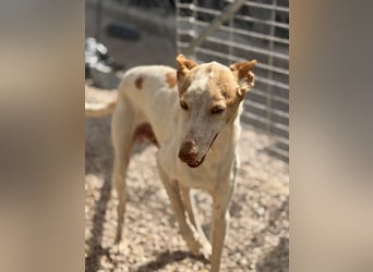 Clint, ein sanfter Begleiter mit Lebenserfahrung