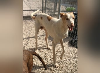 Clint, ein sanfter Begleiter mit Lebenserfahrung