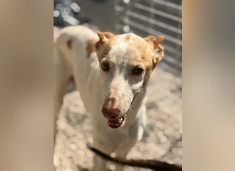 Clint, ein sanfter Begleiter mit Lebenserfahrung