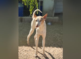 Clint, ein sanfter Begleiter mit Lebenserfahrung