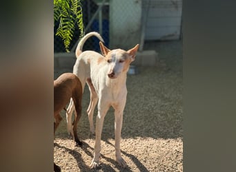 Clint, ein sanfter Begleiter mit Lebenserfahrung