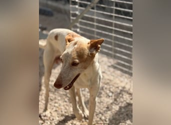 Clint, ein sanfter Begleiter mit Lebenserfahrung