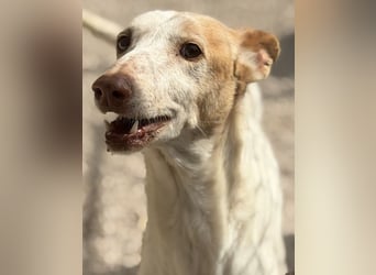 Clint, ein sanfter Begleiter mit Lebenserfahrung