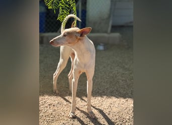 Clint, ein sanfter Begleiter mit Lebenserfahrung