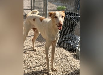 Clint, ein sanfter Begleiter mit Lebenserfahrung