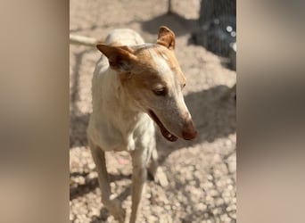 Clint, ein sanfter Begleiter mit Lebenserfahrung