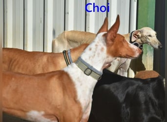 Choi geb. 10/2023 (ESP) - verspielter, ausgeglichener und sozialer Podenco Ibicenco!
