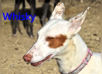 Whisky geb. 08/2023 (ESP) - wundervoller, sozialer und menschenbezogener Podenco Ibicenco!