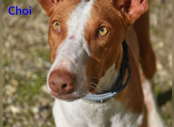 Choi geb. 10/2023 (ESP) - verspielter, ausgeglichener und sozialer Podenco Ibicenco!