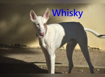 Whisky geb. 08/2023 (ESP) - wundervoller, sozialer und menschenbezogener Podenco Ibicenco!