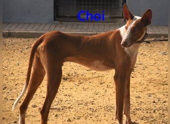 Choi geb. 10/2023 (ESP) - verspielter, ausgeglichener und sozialer Podenco Ibicenco!