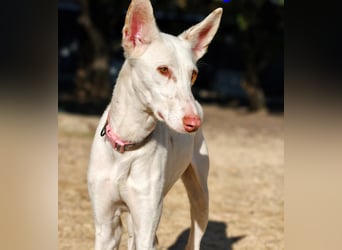 Whisky geb. 08/2023 (ESP) - wundervoller, sozialer und menschenbezogener Podenco Ibicenco!