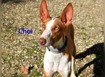 Choi geb. 10/2023 (ESP) - verspielter, ausgeglichener und sozialer Podenco Ibicenco!