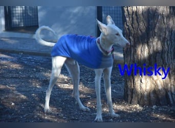 Whisky geb. 08/2023 (ESP) - wundervoller, sozialer und menschenbezogener Podenco Ibicenco!