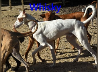 Whisky geb. 08/2023 (ESP) - wundervoller, sozialer und menschenbezogener Podenco Ibicenco!