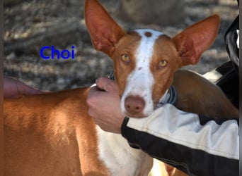 Choi geb. 10/2023 (ESP) - verspielter, ausgeglichener und sozialer Podenco Ibicenco!