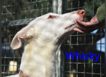 Whisky geb. 08/2023 (ESP) - wundervoller, sozialer und menschenbezogener Podenco Ibicenco!