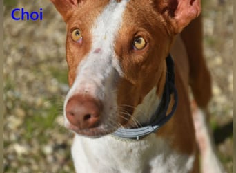 Choi geb. 10/2023 (ESP) - verspielter, ausgeglichener und sozialer Podenco Ibicenco!