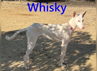 Whisky geb. 08/2023 (ESP) - wundervoller, sozialer und menschenbezogener Podenco Ibicenco!