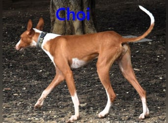 Choi geb. 10/2023 (ESP) - verspielter, ausgeglichener und sozialer Podenco Ibicenco!