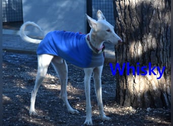 Whisky geb. 08/2023 (ESP) - wundervoller, sozialer und menschenbezogener Podenco Ibicenco!