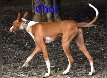 Choi geb. 10/2023 (ESP) - verspielter, ausgeglichener und sozialer Podenco Ibicenco!