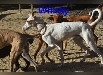 Whisky geb. 08/2023 (ESP) - wundervoller, sozialer und menschenbezogener Podenco Ibicenco!