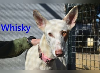 Whisky geb. 08/2023 (ESP) - wundervoller, sozialer und menschenbezogener Podenco Ibicenco!