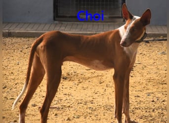 Choi geb. 10/2023 (ESP) - verspielter, ausgeglichener und sozialer Podenco Ibicenco!
