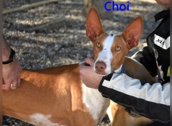 Choi geb. 10/2023 (ESP) - verspielter, ausgeglichener und sozialer Podenco Ibicenco!