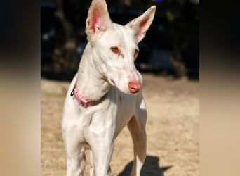 Whisky geb. 08/2023 (ESP) - wundervoller, sozialer und menschenbezogener Podenco Ibicenco!