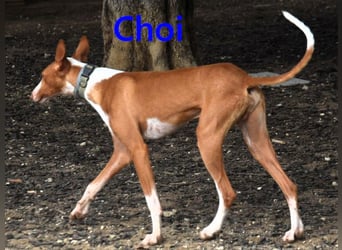 Choi geb. 10/2023 (ESP) - verspielter, ausgeglichener und sozialer Podenco Ibicenco!