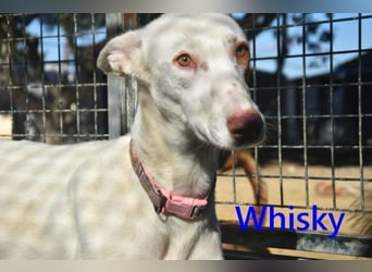 Whisky geb. 08/2023 (ESP) - wundervoller, sozialer und menschenbezogener Podenco Ibicenco!