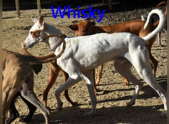 Whisky geb. 08/2023 (ESP) - wundervoller, sozialer und menschenbezogener Podenco Ibicenco!