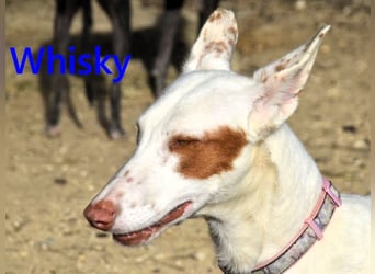 Whisky geb. 08/2023 (ESP) - wundervoller, sozialer und menschenbezogener Podenco Ibicenco!