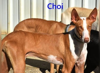 Choi geb. 10/2023 (ESP) - verspielter, ausgeglichener und sozialer Podenco Ibicenco!