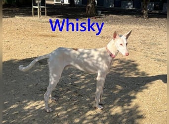 Whisky geb. 08/2023 (ESP) - wundervoller, sozialer und menschenbezogener Podenco Ibicenco!