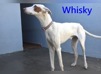 Whisky geb. 08/2023 (ESP) - wundervoller, sozialer und menschenbezogener Podenco Ibicenco!